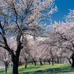 Spring tour packages to Pakistan