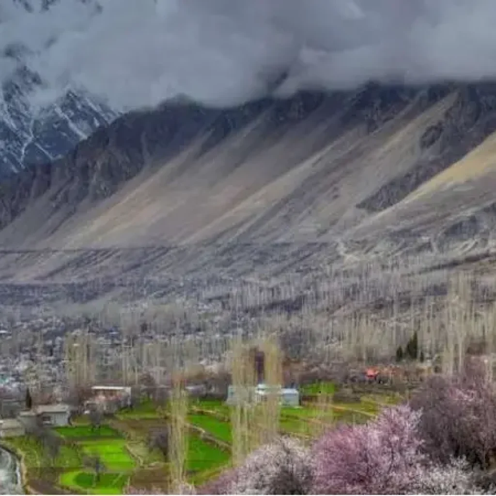 Cherry Blossom Hunza Pakistan 2024