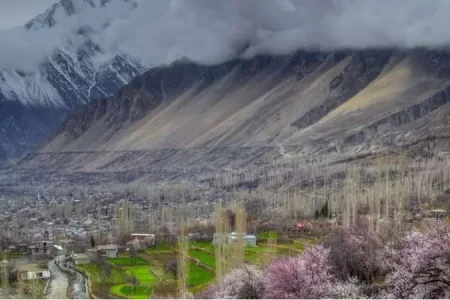 Cherry Blossom Hunza Pakistan 2024