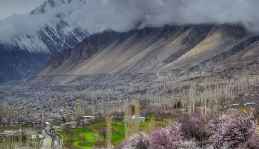 Cherry Blossom Hunza Pakistan 2024