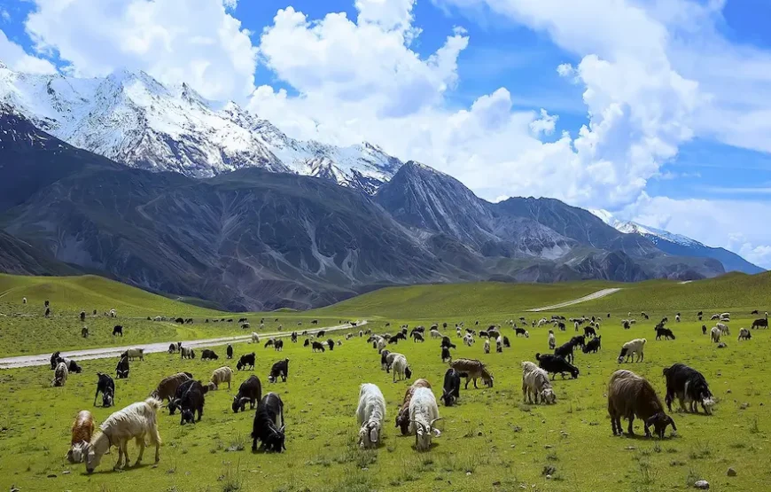 Complete Northern Pakistan Explorer – Hunza, Kalash & Karakoram Adventure