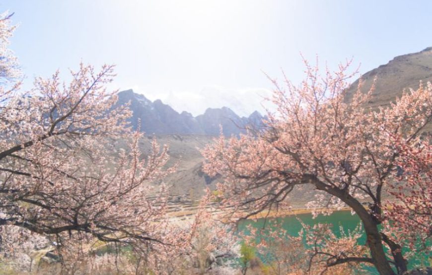 Blossom Tour to Pakistan – Discover Stunning Spring Beauty in Hunza