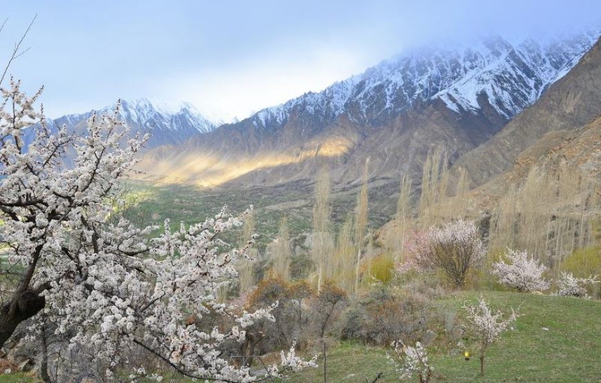 Blossom Tour to Pakistan – Discover Stunning Spring Beauty in Hunza