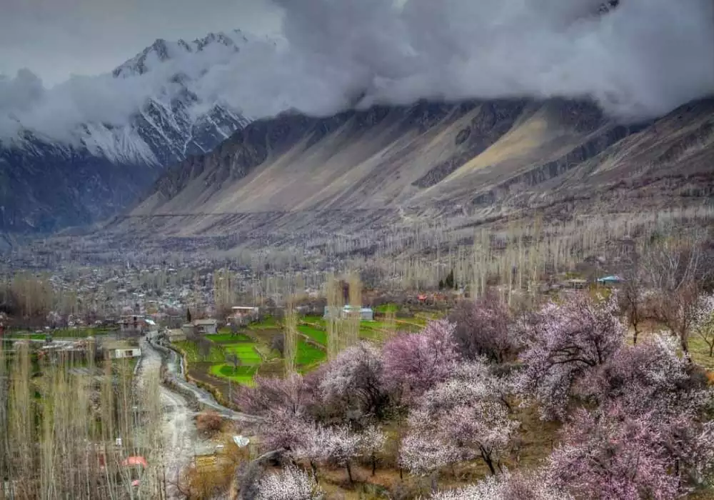 Cherry blossom season view in Hunza Pakistan