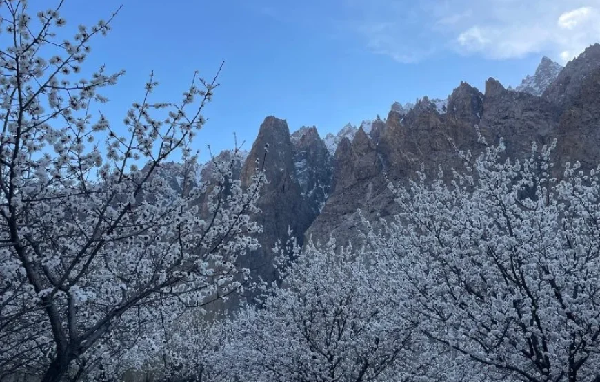 Blossom Tour to Pakistan – Discover Stunning Spring Beauty in Hunza