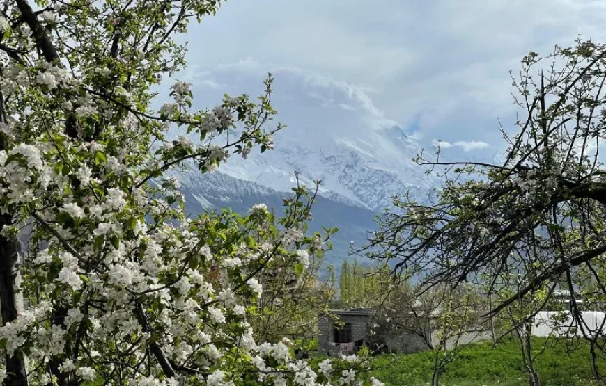 Blossom Tour to Pakistan – Discover Stunning Spring Beauty in Hunza