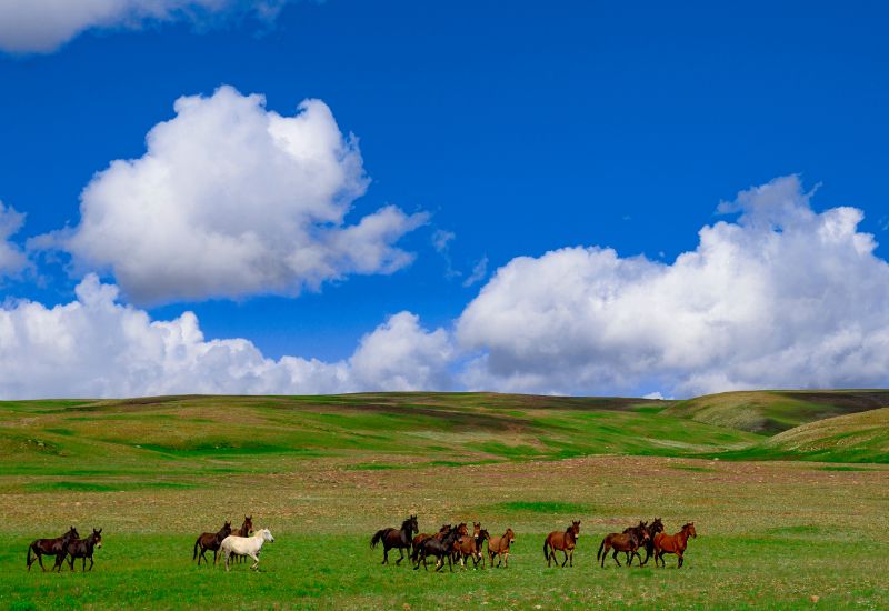 Day 3: jeep safari to Deosai plains ( 4113m)