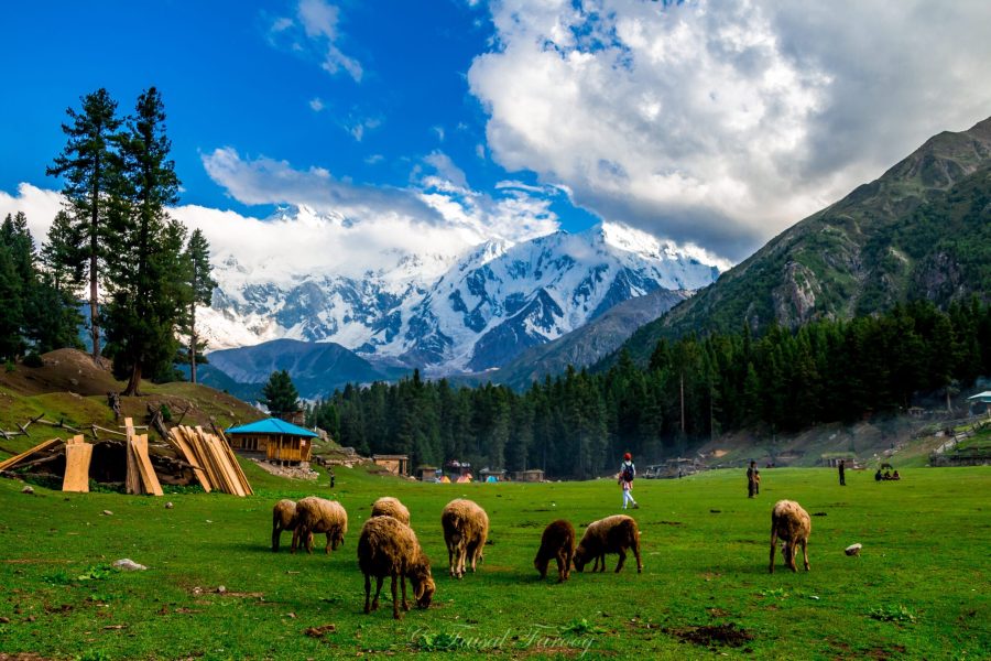 Fairy Meadows