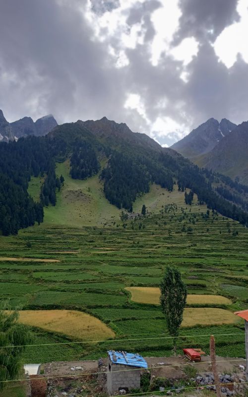 Day 9 - Naltar Valley 